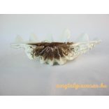 Hollóházi porcelán kagyló tál